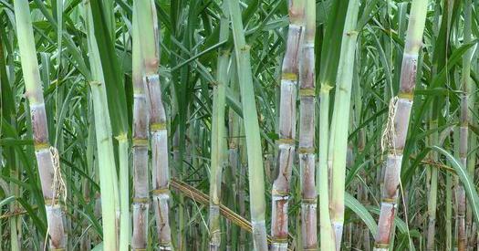 利用甘蔗創(chuàng)業(yè)致富的十幾個(gè)項(xiàng)目思路