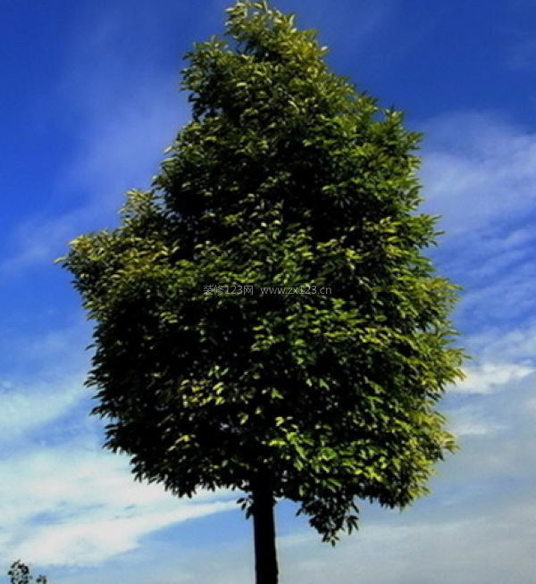 室內(nèi)裝飾植物