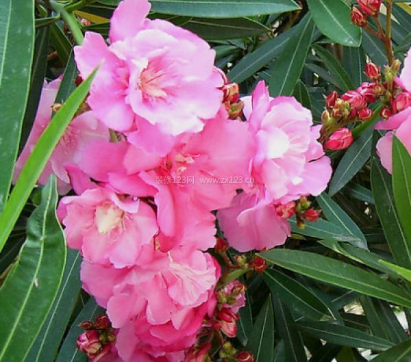 室內(nèi)裝飾植物