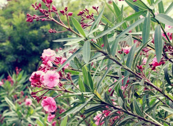 室內(nèi)裝飾植物