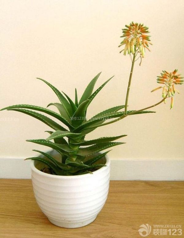 新房放置的植物