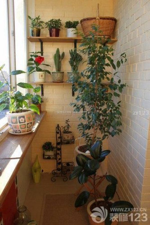 適宜室內養的植物