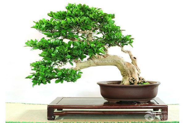 裝修后如何除甲醛