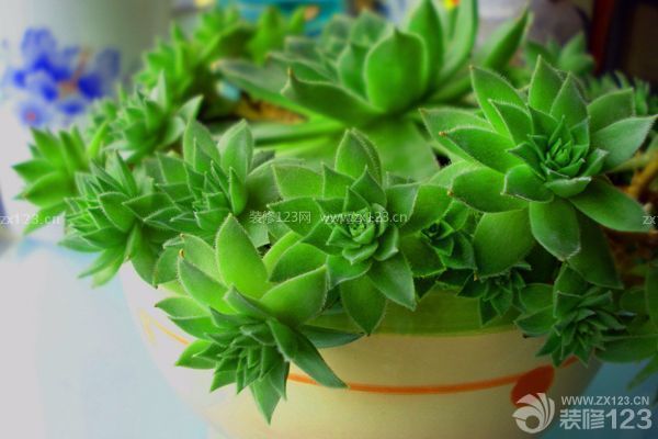 多肉觀音蓮的養殖方法