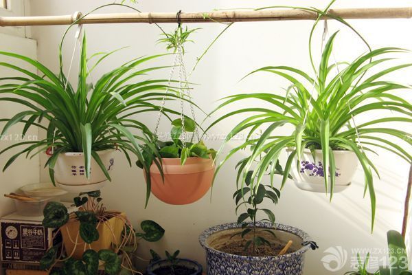 新裝修的房子怎么除味：植物除味