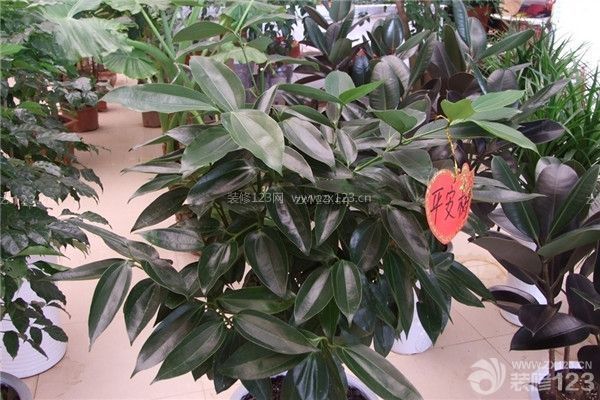 新房裝修凈化空氣植物之平安樹