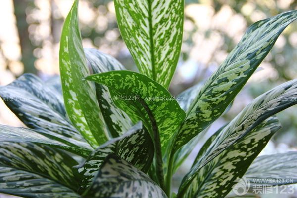 新房裝修后放什么植物