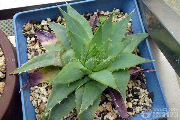 新房裝修后放什么植物